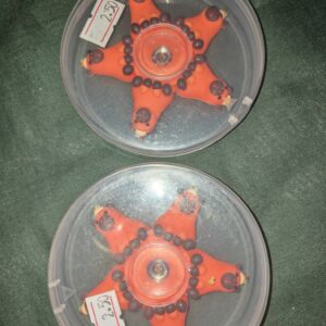 Orange capybara spinner